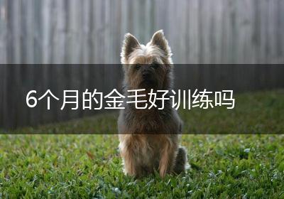 6个月的金毛好训练吗