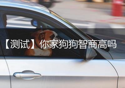 【测试】你家狗狗智商高吗