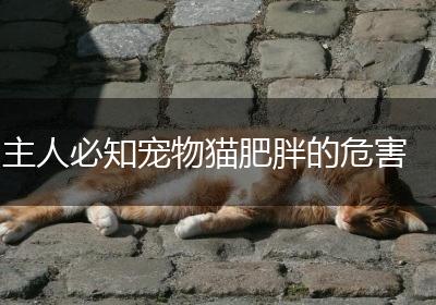 主人必知宠物猫肥胖的危害