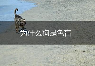 为什么狗是色盲