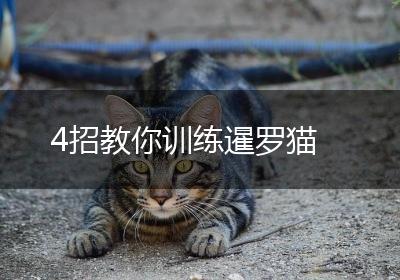 4招教你训练暹罗猫