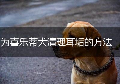 为喜乐蒂犬清理耳垢的方法