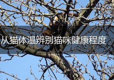 从猫体温辨别猫咪健康程度