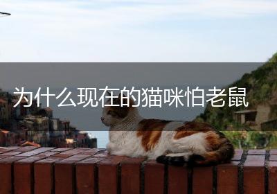 为什么现在的猫咪怕老鼠