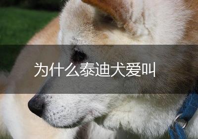 为什么泰迪犬爱叫