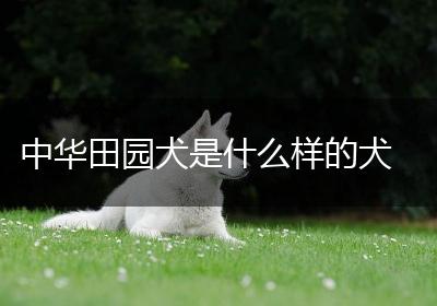 中华田园犬是什么样的犬