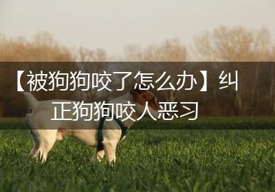 【被狗狗咬了怎么办】纠正狗狗咬人恶习