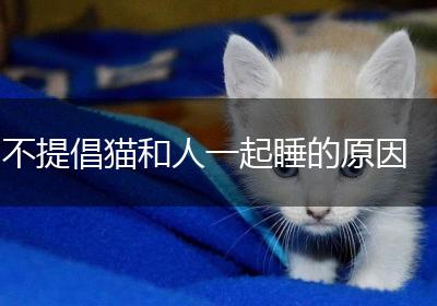 不提倡猫和人一起睡的原因