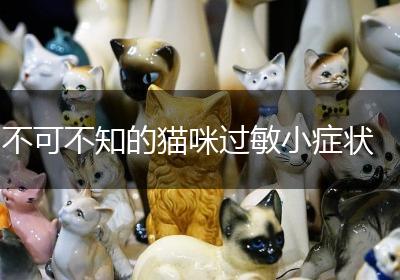 不可不知的猫咪过敏小症状