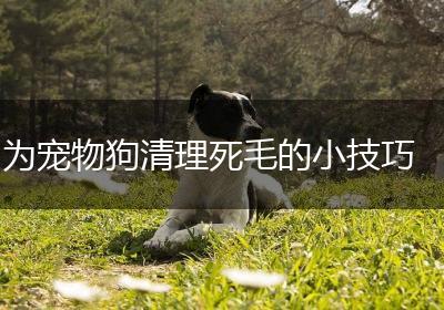 为宠物狗清理死毛的小技巧