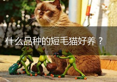 什么品种的短毛猫好养？