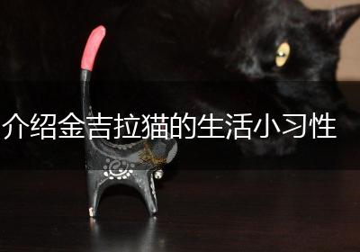 介绍金吉拉猫的生活小习性