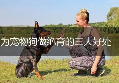 为宠物狗做绝育的三大好处