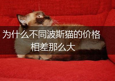 为什么不同波斯猫的价格相差那么大