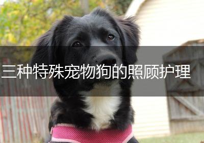 三种特殊宠物狗的照顾护理