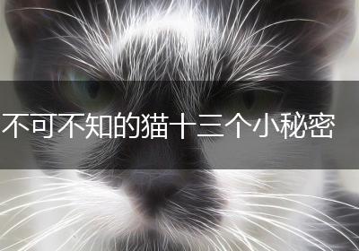 不可不知的猫十三个小秘密