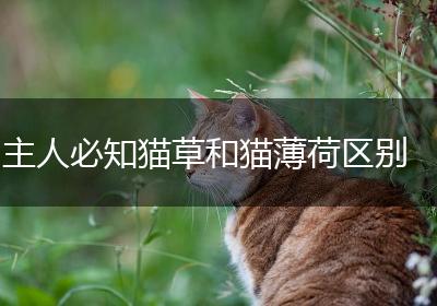 主人必知猫草和猫薄荷区别