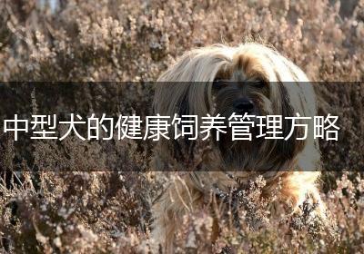 中型犬的健康饲养管理方略