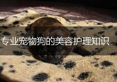 专业宠物狗的美容护理知识