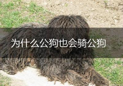 为什么公狗也会骑公狗
