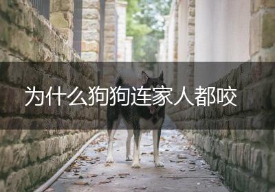 为什么狗狗连家人都咬
