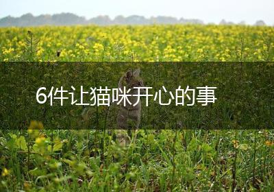 6件让猫咪开心的事