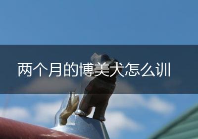 两个月的博美犬怎么训