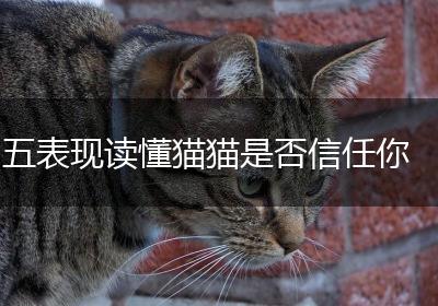 五表现读懂猫猫是否信任你