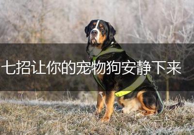 七招让你的宠物狗安静下来