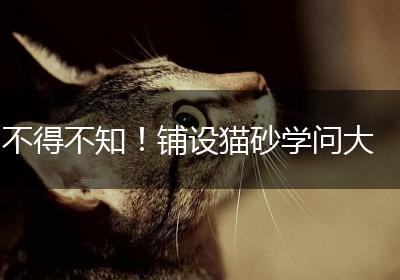 不得不知！铺设猫砂学问大