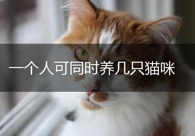 一个人可同时养几只猫咪