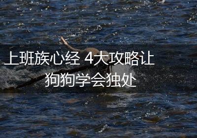 上班族心经 4大攻略让狗狗学会独处