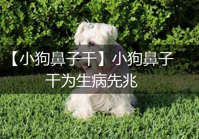 【小狗鼻子干】小狗鼻子干为生病先兆