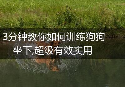 3分钟教你如何训练狗狗坐下,超级有效实用