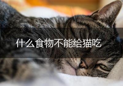 什么食物不能给猫吃