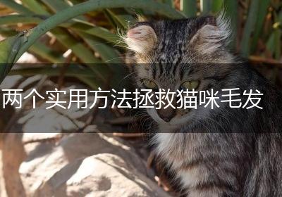 两个实用方法拯救猫咪毛发