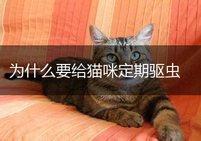 为什么要给猫咪定期驱虫