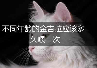 不同年龄的金吉拉应该多久喂一次