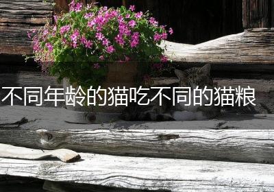 不同年龄的猫吃不同的猫粮
