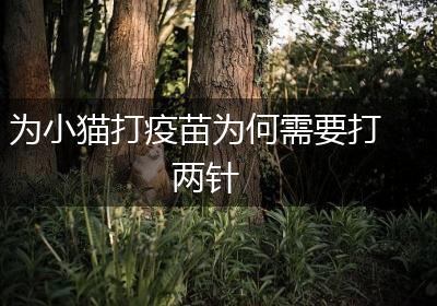 为小猫打疫苗为何需要打两针