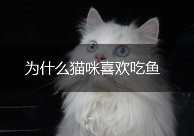 为什么猫咪喜欢吃鱼