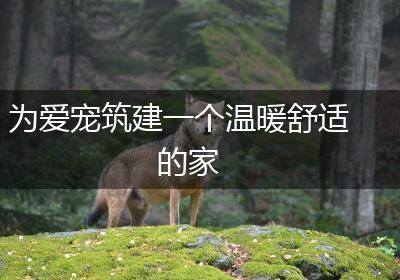为爱宠筑建一个温暖舒适的家