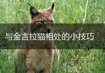 与金吉拉猫相处的小技巧
