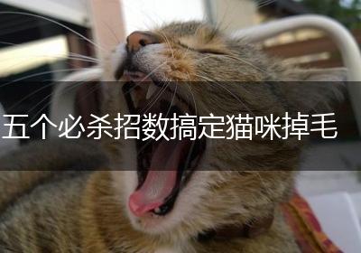五个必杀招数搞定猫咪掉毛