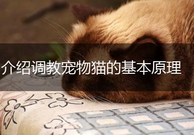 介绍调教宠物猫的基本原理