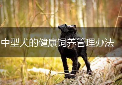 中型犬的健康饲养管理办法