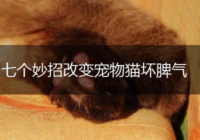 七个妙招改变宠物猫坏脾气