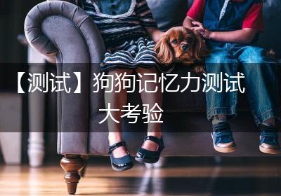 【测试】狗狗记忆力测试大考验