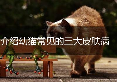 介绍幼猫常见的三大皮肤病