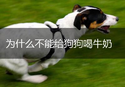 为什么不能给狗狗喝牛奶